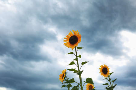 Sunflower on nature background. Sunflower blooming on the field on a bright sunny day . Close-up of...