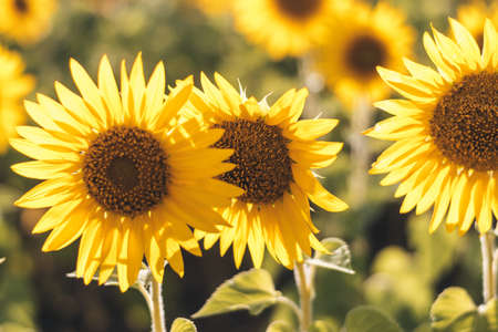 Sunflower on nature background. Sunflower blooming on the field on a bright sunny day . Close-up of sunflower. Sunflower natural background. Sunflower are blooming out. Blossom, not yet open, sunflower. flowers in the nursery. Green Sunflower on natural background. Sunflower blooming in gardenの写真素材