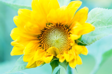 Sunflower on nature background. Sunflower blooming on the field on a bright sunny day . Close-up of sunflower. Sunflower natural background. Sunflower are blooming out. Blossom, not yet open, sunflower. flowers in the nursery. Green Sunflower on natural background. Sunflower blooming in gardenの写真素材