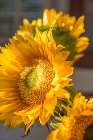 Sunflower on nature background. Sunflower blooming on the field on a bright sunny day . Close-up of sunflower. Sunflower natural background. Sunflower are blooming out. Blossom, not yet open, sunflower. flowers in the nursery. Green Sunflower on natural background. Sunflower blooming in gardenの写真素材