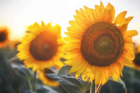 Sunflower on nature background. Sunflower blooming on the field on a bright sunny day . Close-up of sunflower. Sunflower natural background. Sunflower are blooming out. Blossom, not yet open, sunflower. flowers in the nursery. Green Sunflower on natural background. Sunflower blooming in gardenの写真素材