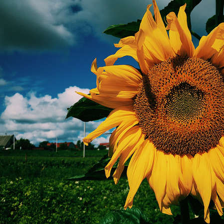Sunflower texture and background. Close-up on the head of sunflower blooming, textures of stamens....