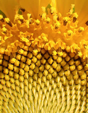 Sunflower texture and background. Close-up on the head of sunflower blooming, textures of stamens. Texture of sunflower pollen. Sunflower background natural. Sunflower blooming. Macro photographyの写真素材