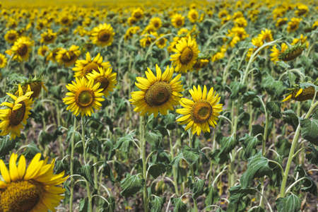 Sunflower field with bright yellow sunflowers close up. Beautiful field of blooming sunflowers against sunset golden light and blurry mountains landscape background. Agricultural field with yellow sunflowers against the sky with cloudsの写真素材