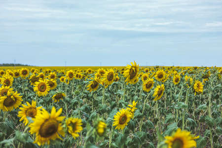 Sunflower field with bright yellow sunflowers close up. Beautiful field of blooming sunflowers against sunset golden light and blurry mountains landscape background. Agricultural field with yellow sunflowers against the sky with cloudsの写真素材