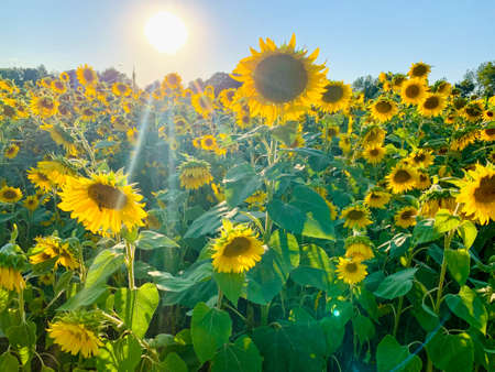 Sunflower field with bright yellow sunflowers close up. Beautiful field of blooming sunflowers against sunset golden light and blurry mountains landscape background. Agricultural field with yellow sunflowers against the sky with cloudsの写真素材
