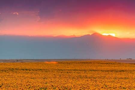 Sunflower field with bright yellow sunflowers close up. Beautiful field of blooming sunflowers against sunset golden light and blurry mountains landscape background. Agricultural field with yellow sunflowers against the sky with cloudsの写真素材