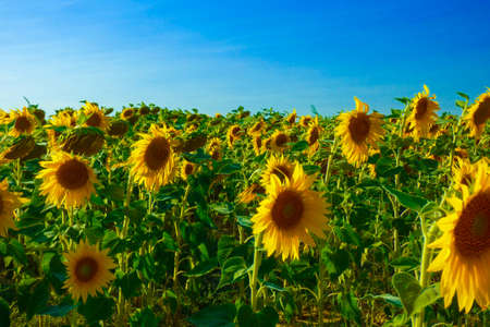 Sunflower field with bright yellow sunflowers close up. Beautiful field of blooming sunflowers...
