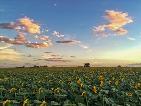 Sunflower field with bright yellow sunflowers close up. Beautiful field of blooming sunflowers against sunset golden light and blurry mountains landscape background. Agricultural field with yellow sunflowers against the sky with cloudsの写真素材