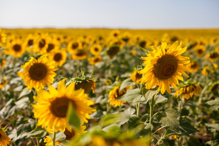 Sunflower field with bright yellow sunflowers close up. Beautiful field of blooming sunflowers...