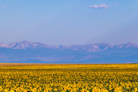 Sunflower field with bright yellow sunflowers close up. Beautiful field of blooming sunflowers against sunset golden light and blurry mountains landscape background. Agricultural field with yellow sunflowers against the sky with cloudsの写真素材