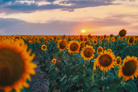 Sunflower field with bright yellow sunflowers close up. Beautiful field of blooming sunflowers...