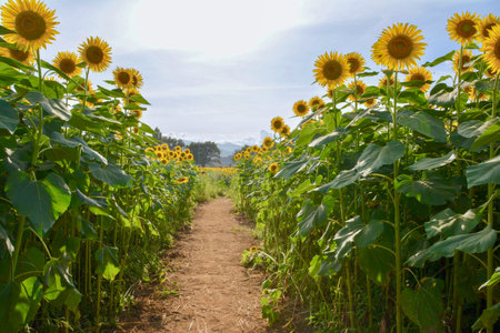 Sunflower field with bright yellow sunflowers close up. Beautiful field of blooming sunflowers against sunset golden light and blurry mountains landscape background. Agricultural field with yellow sunflowers against the sky with cloudsの写真素材
