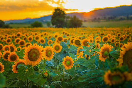 Sunflower field with bright yellow sunflowers close up. Beautiful field of blooming sunflowers against sunset golden light and blurry mountains landscape background. Agricultural field with yellow sunflowers against the sky with cloudsの写真素材