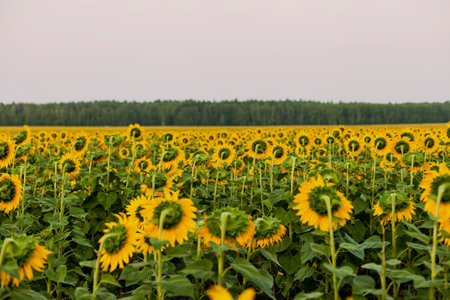 Sunflower field with bright yellow sunflowers close up. Beautiful field of blooming sunflowers...