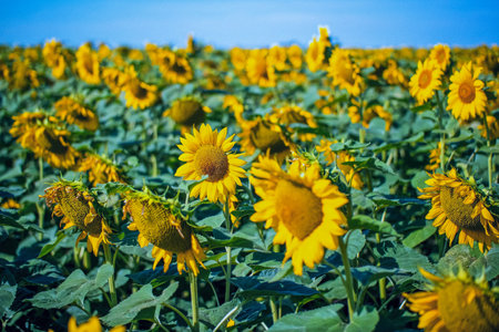 Sunflower field with bright yellow sunflowers close up. Beautiful field of blooming sunflowers against sunset golden light and blurry mountains landscape background. Agricultural field with yellow sunflowers against the sky with cloudsの写真素材