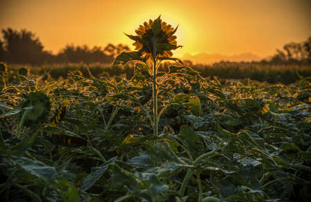 Sunflower field with bright yellow sunflowers close up. Beautiful field of blooming sunflowers against sunset golden light and blurry mountains landscape background. Agricultural field with yellow sunflowers against the sky with cloudsの写真素材