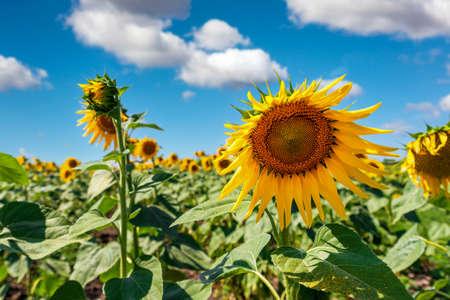 Sunflower field with bright yellow sunflowers close up. Beautiful field of blooming sunflowers against sunset golden light and blurry mountains landscape background. Agricultural field with yellow sunflowers against the sky with cloudsの写真素材