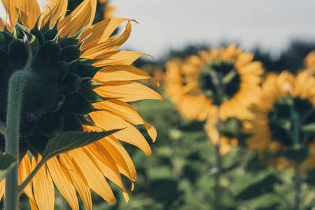 Sunflower field with bright yellow sunflowers close up. Beautiful field of blooming sunflowers against sunset golden light and blurry mountains landscape background. Agricultural field with yellow sunflowers against the sky with cloudsの写真素材