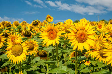 Sunflower field with bright yellow sunflowers close up. Beautiful field of blooming sunflowers against sunset golden light and blurry mountains landscape background. Agricultural field with yellow sunflowers against the sky with cloudsの写真素材