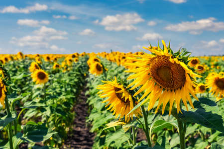 Sunflower field with bright yellow sunflowers close up. Beautiful field of blooming sunflowers...