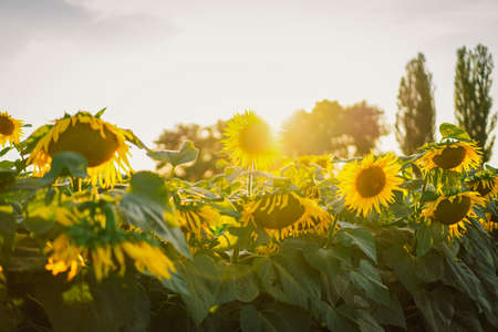 Sunflower field with bright yellow sunflowers close up. Beautiful field of blooming sunflowers...
