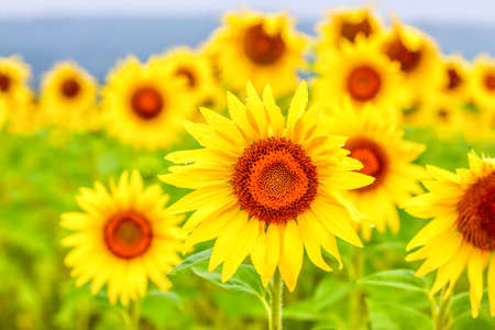 Sunflower field with bright yellow sunflowers close up. Beautiful field of blooming sunflowers against sunset golden light and blurry mountains landscape background. Agricultural field with yellow sunflowers against the sky with cloudsの写真素材