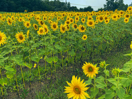 Sunflower field with bright yellow sunflowers close up. Beautiful field of blooming sunflowers...