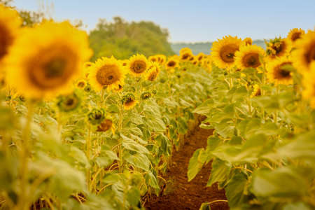 Sunflower field with bright yellow sunflowers close up. Beautiful field of blooming sunflowers against sunset golden light and blurry mountains landscape background. Agricultural field with yellow sunflowers against the sky with cloudsの写真素材