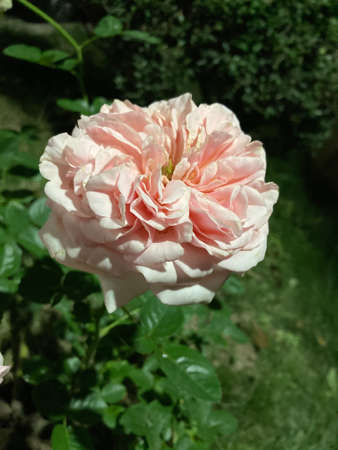 Pink Blooming Multi Layer Rose Backgroundの写真素材