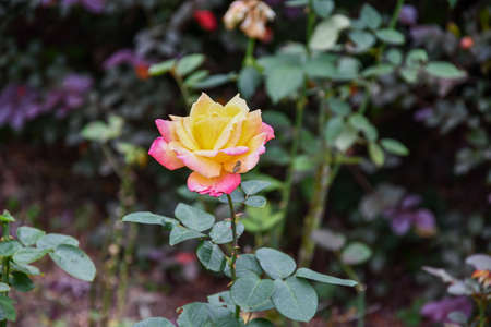 Common Gardening Flower Rose Backgroundの写真素材