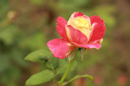 A Red Rose Backgroundの写真素材