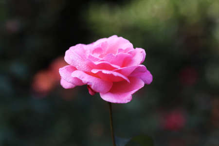 Delicate Pink Rose Backgroundの写真素材