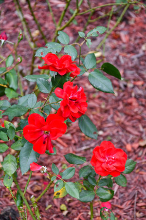 Late Autumn Red Small Rose Backgroundの写真素材