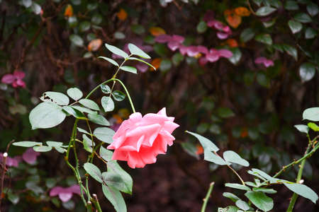 Shy Pink Romantic Rose Flower Backgroundの写真素材