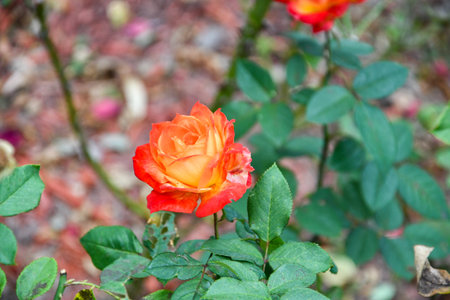 Red Gradient Double Rose Backgroundの写真素材
