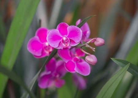 Beautiful red rose orchid backgroundの写真素材