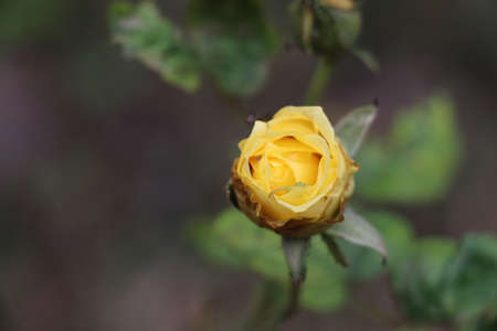 A Yellow Rose Backgroundの写真素材