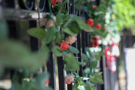 Red Rose Blooming Upside Down Outside The Window Backgroundの写真素材