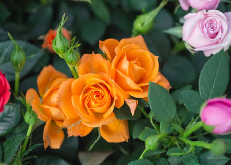 Orange Rose Backgroundの写真素材