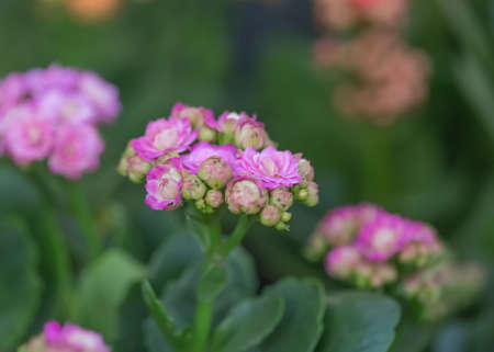 Longevity Flower Bud Backgroundの写真素材