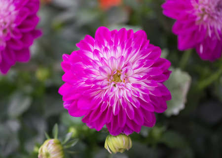 Red chrysanthemums in the garden as a design backgroundの写真素材