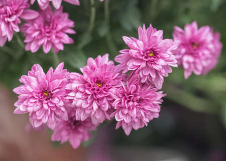 Pink chrysanthemum flowers in the garden as a design backgroundの写真素材