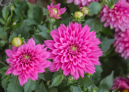 Pink Rose Flowers And Locusts Backgroundの写真素材
