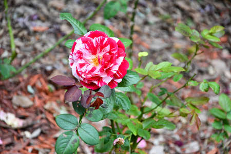 The Delicate Rose Flowers Among The Fallen Leaves Backgroundの写真素材