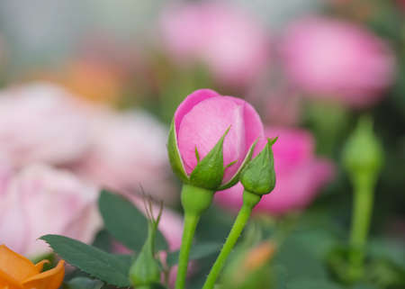 Pink Rose Flowers And Locusts Backgroundの写真素材