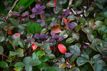 Late Autumn Rose Flower Leaves Background