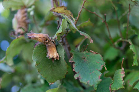 Group of dry flakes with hazelnuts hanging from the branch of the hazelnut tree next to abundant...