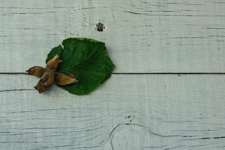 Group of dry flakes with hazelnuts next to a green hazelnut leaf on white painted wood