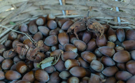 Hazelnuts next to dried flakes in a cane basket. Collection of the hazelnut. Seasonの写真素材